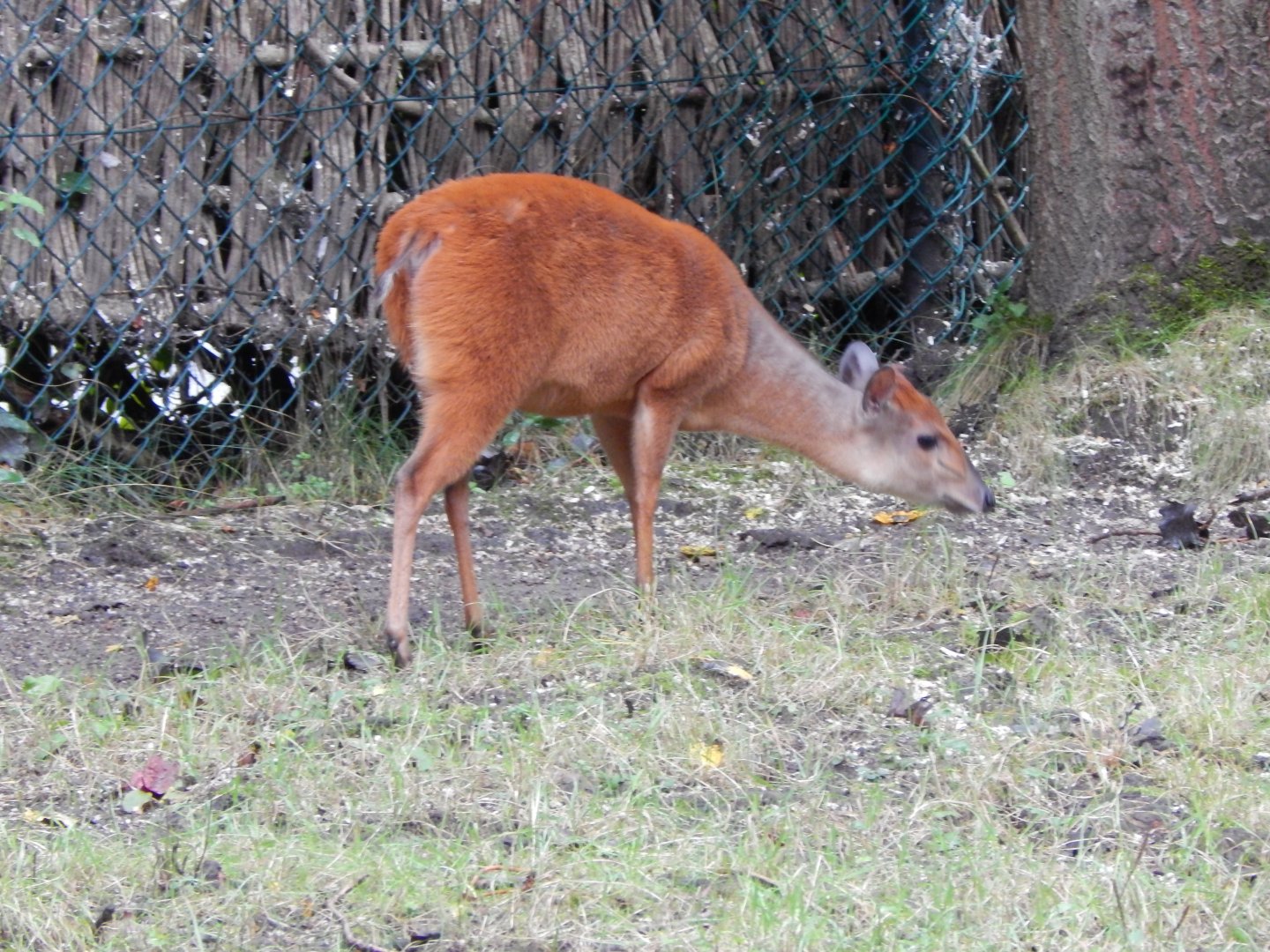 Red forest duiker 191021