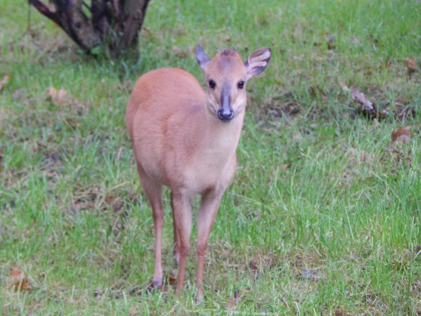 Red forest duiker 191021