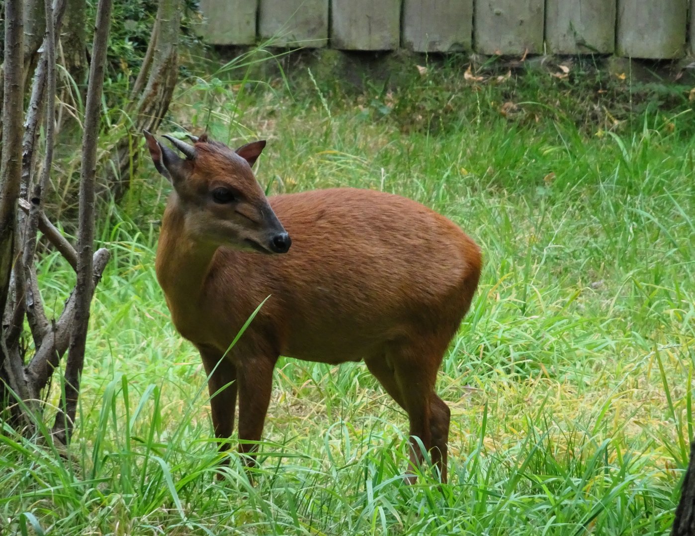 Red Forest Duiker 23 August 2025