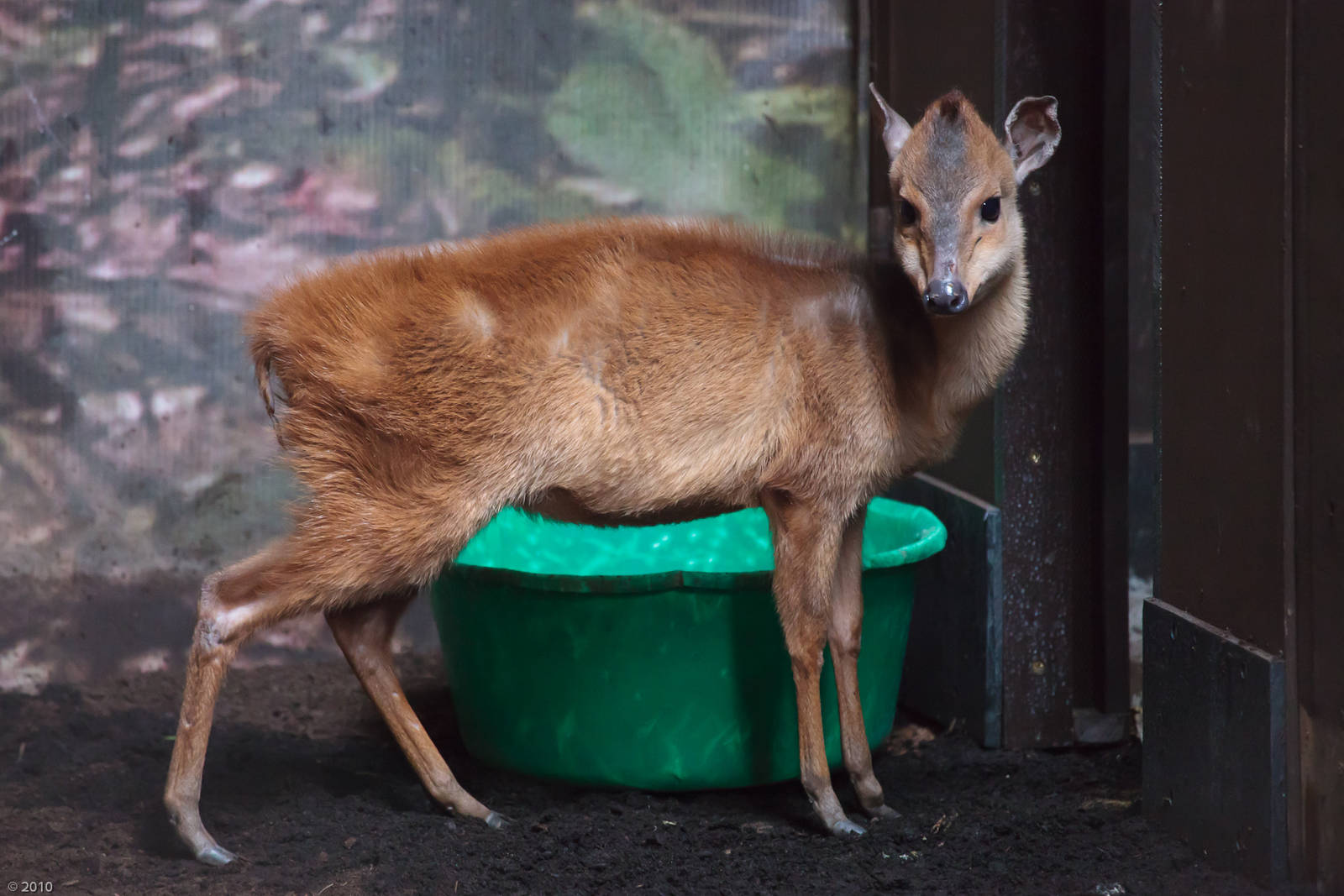 Red Forest Duiker - 28/06/2010