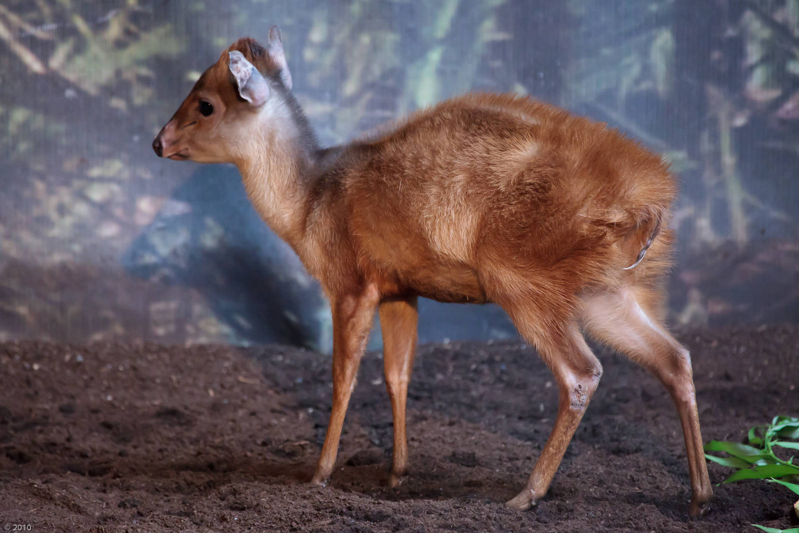 Red Forest Duiker - 28/06/2010