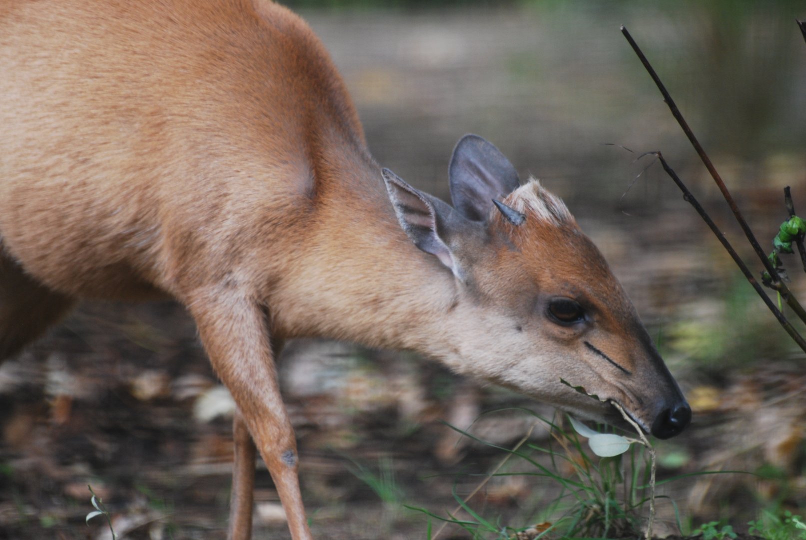 Red forest duiker at ZSL London, 5/10/2024