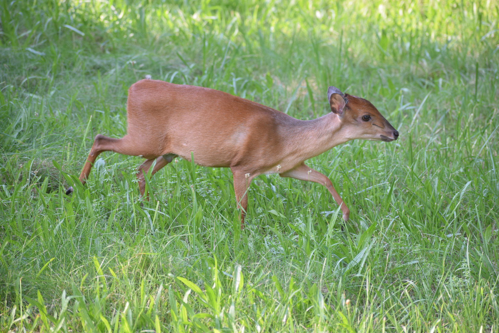 Red forest duiker - August 2023