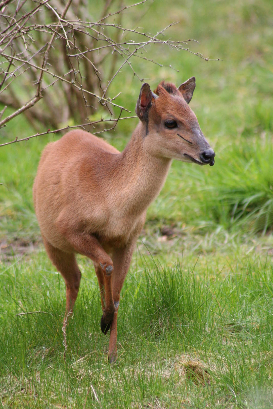 Red Forest Duiker @ Chester; 02.04.2015