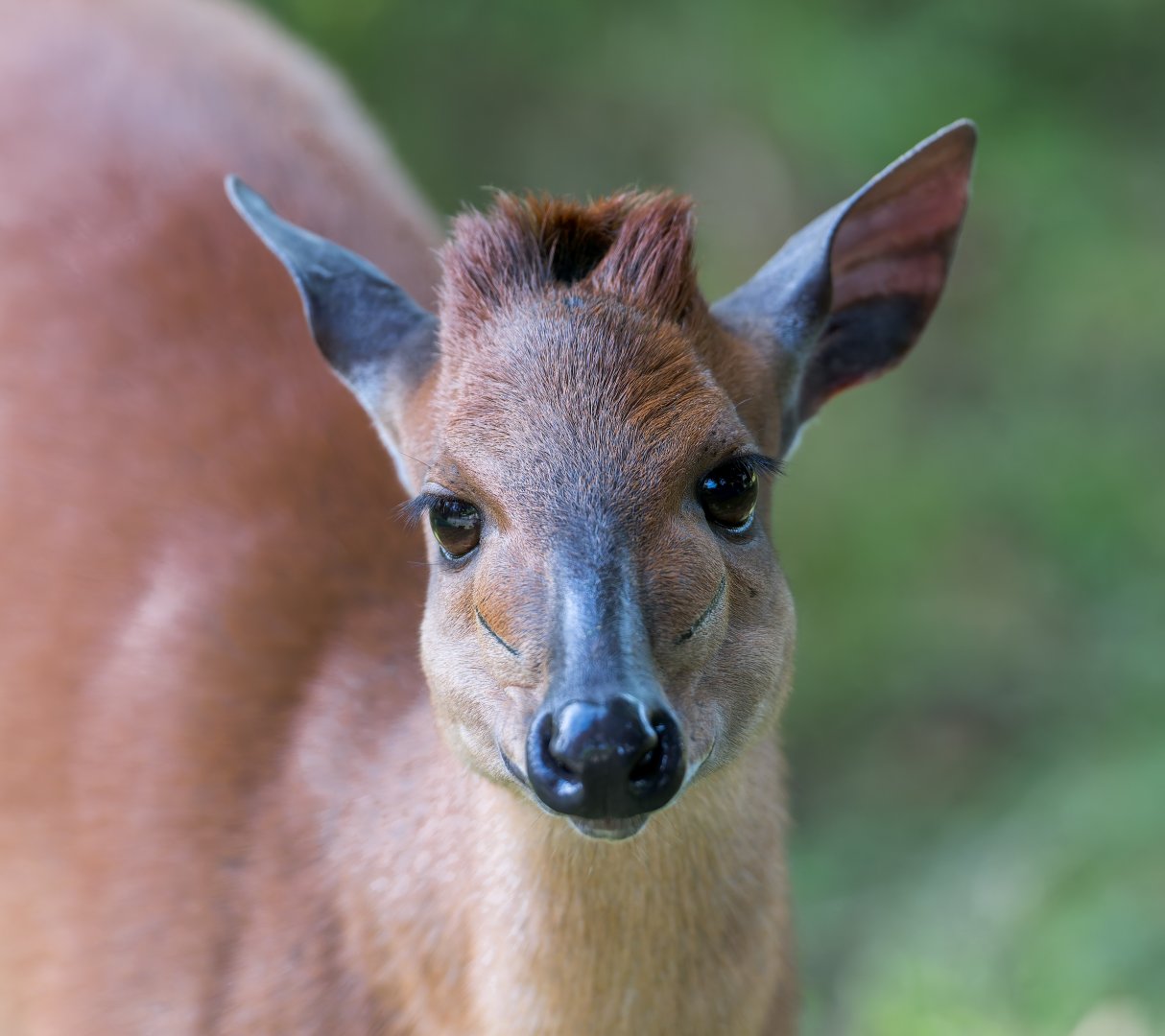 Red Forest Duiker, Chester, UK