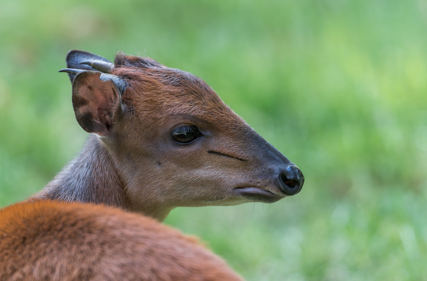Red Forest Duiker, Chester, UK