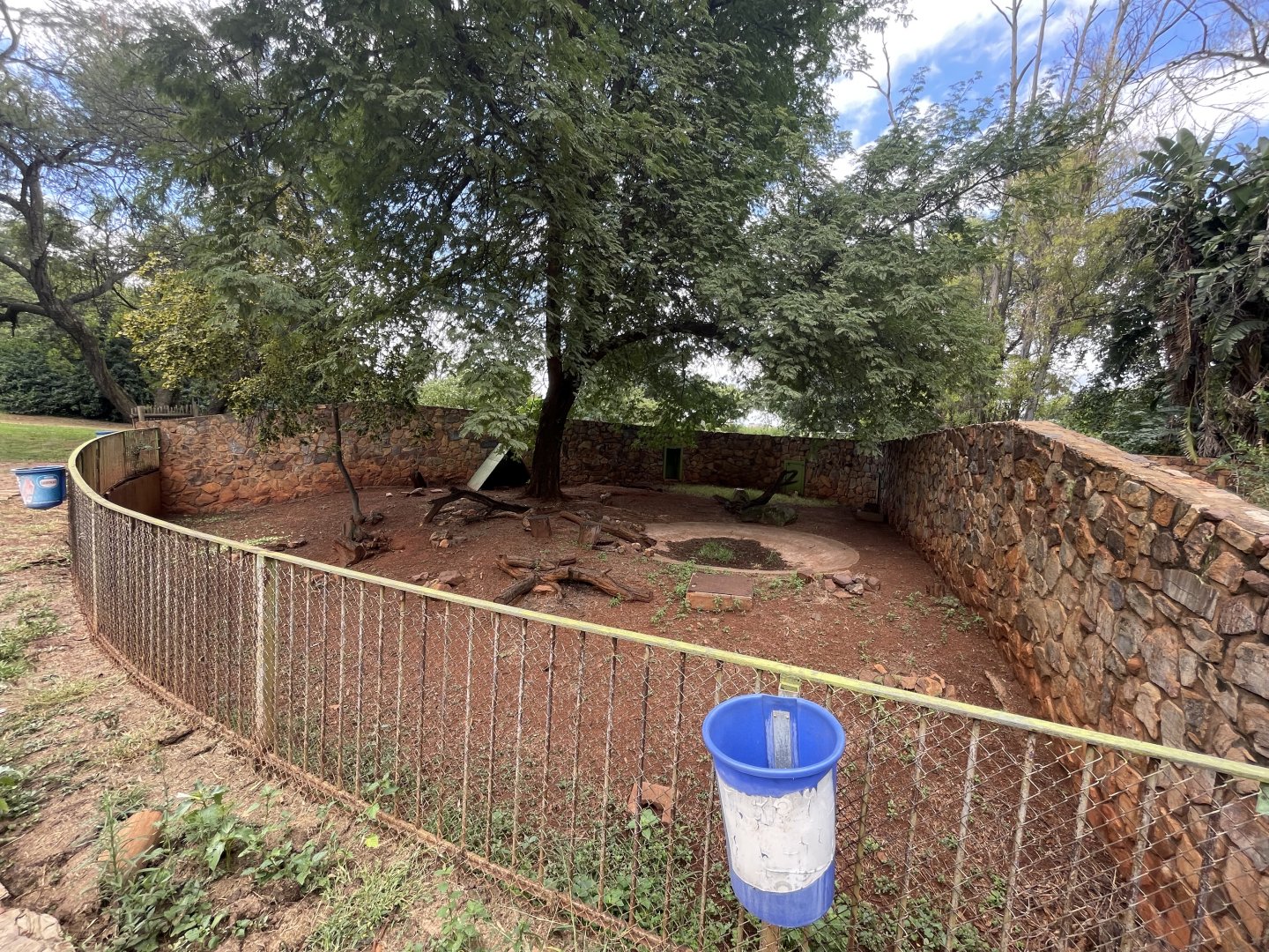 Red Forest Duiker Exhibit (Cephalophus natalensis)