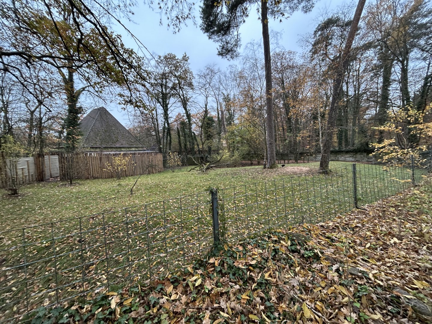 Red Forest Duiker Exhibit