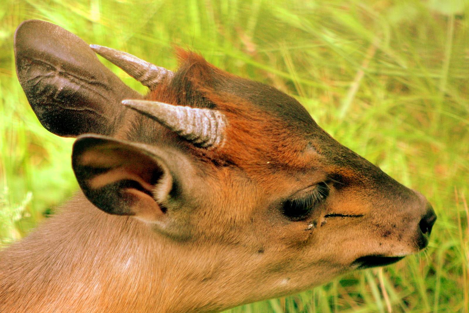Red forest duiker; London Zoo;10th July 2016