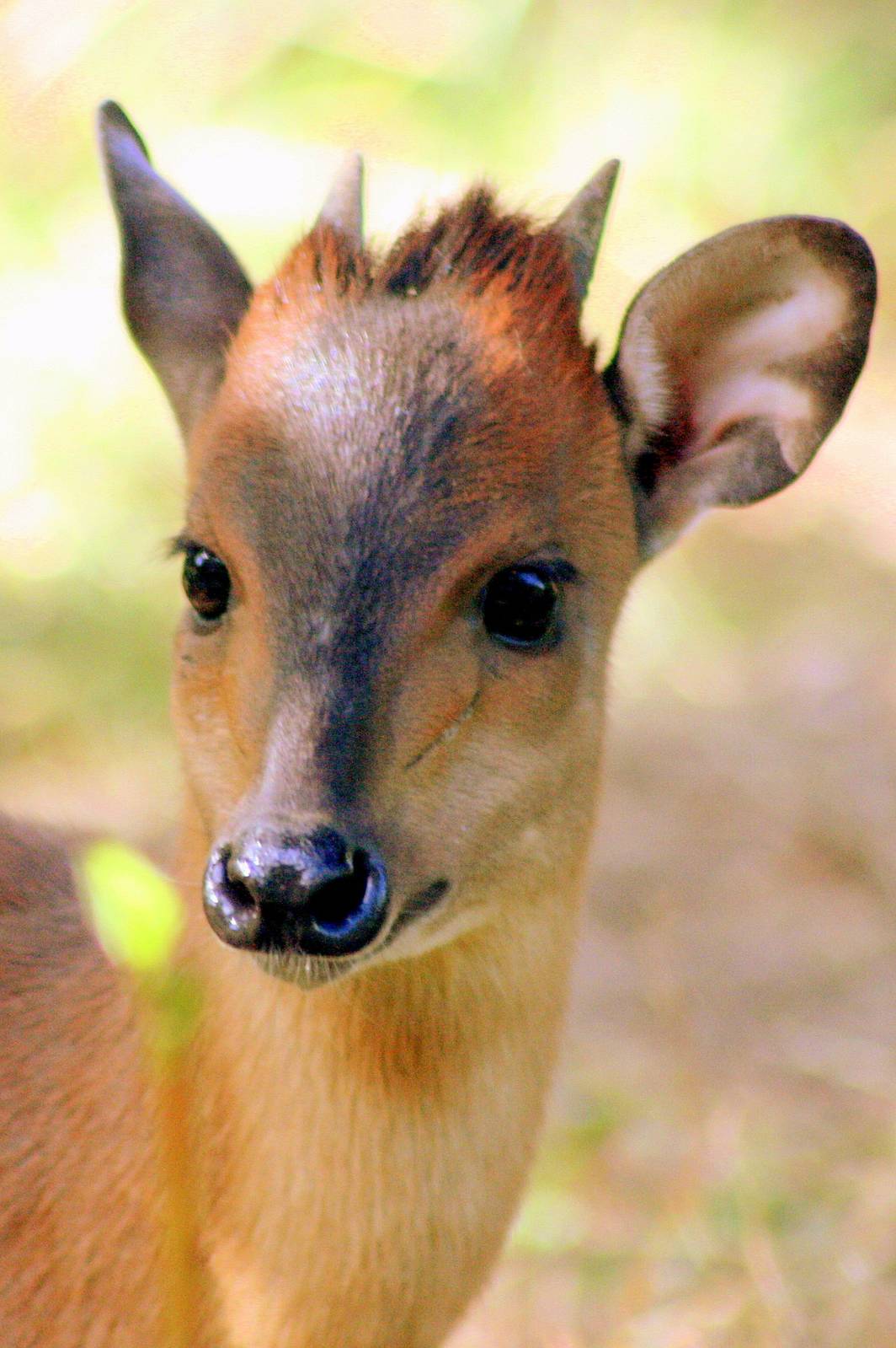Red forest duiker; London Zoo; 14th August 2016