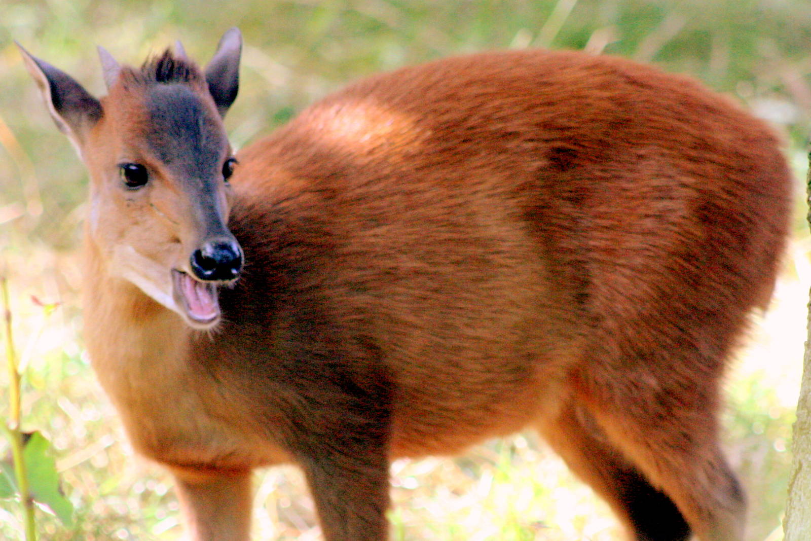 Red forest duiker; London Zoo; 14th August 2016