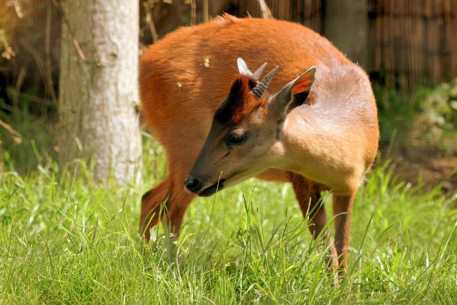 Red forest duiker; London Zoo; 15th May 2016