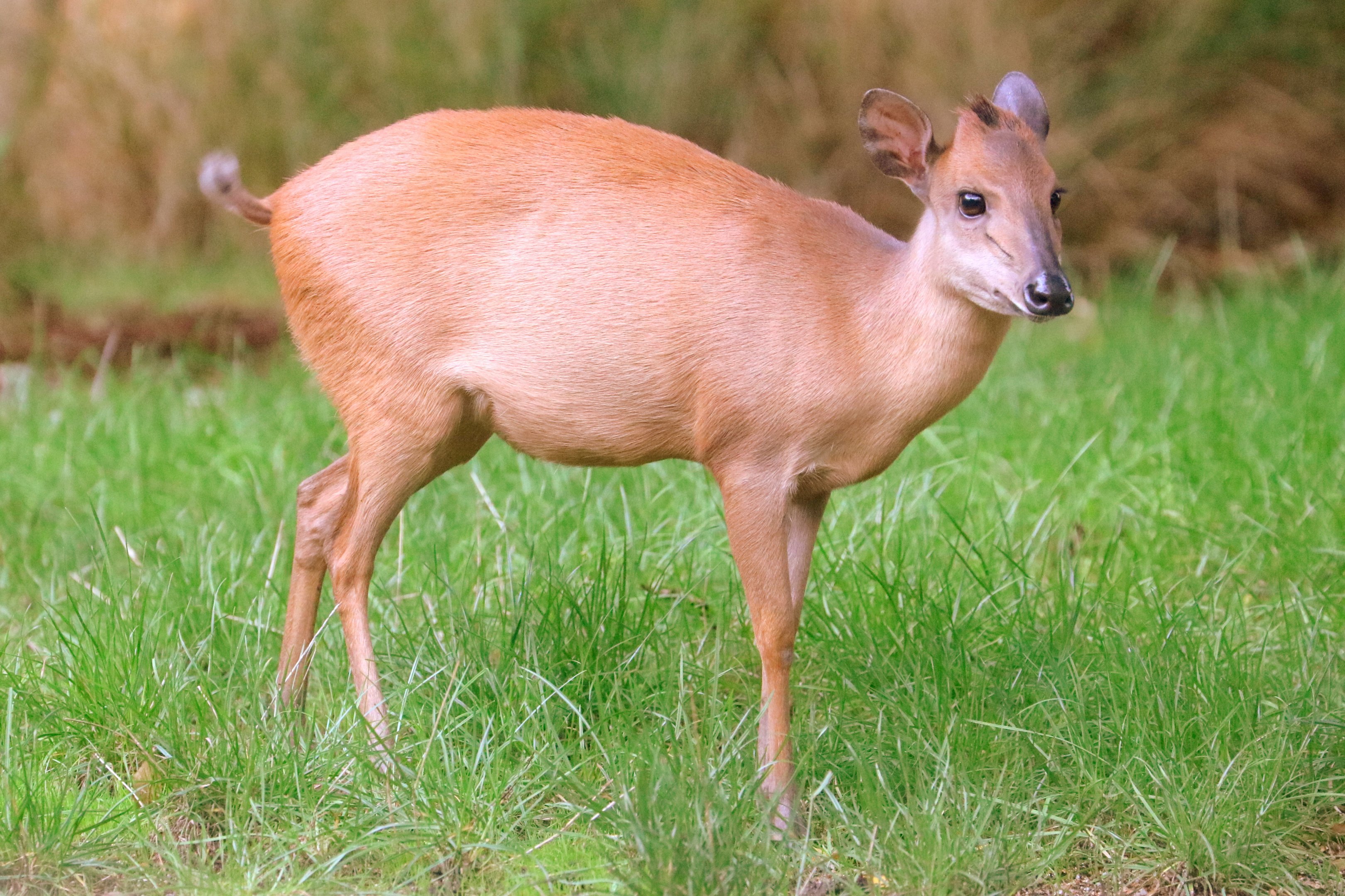 Red forest duiker; London Zoo; 15th October 2019