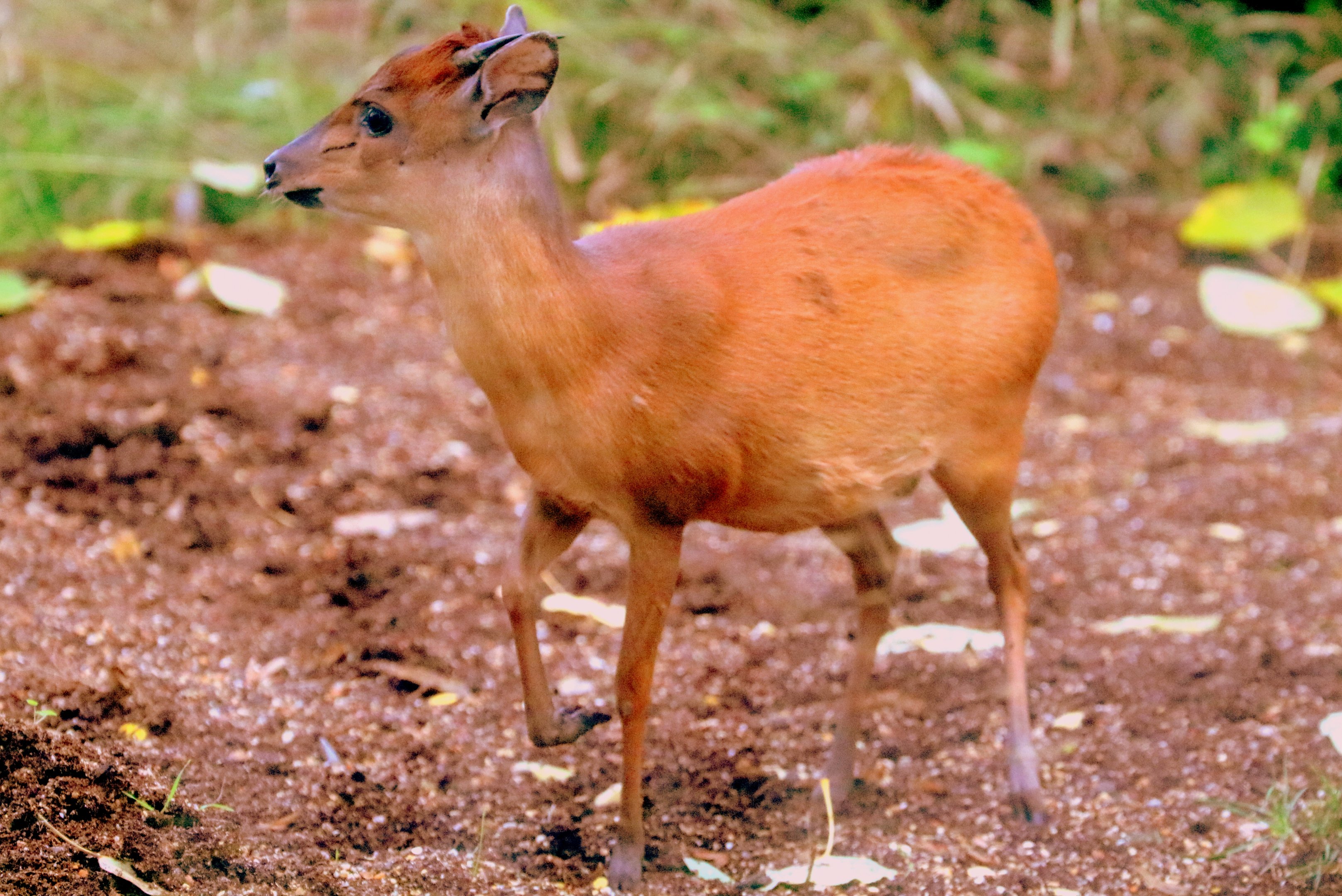 Red forest duiker; London Zoo; 15th October 2019
