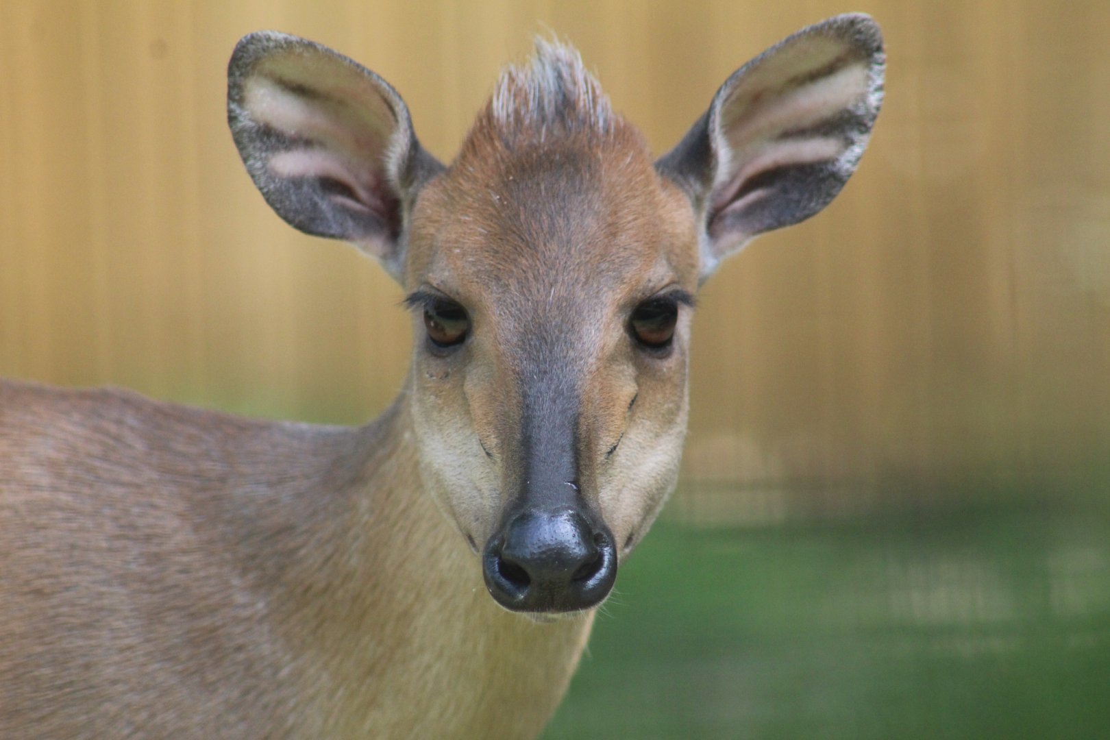 Red Forest Duiker - May 2022