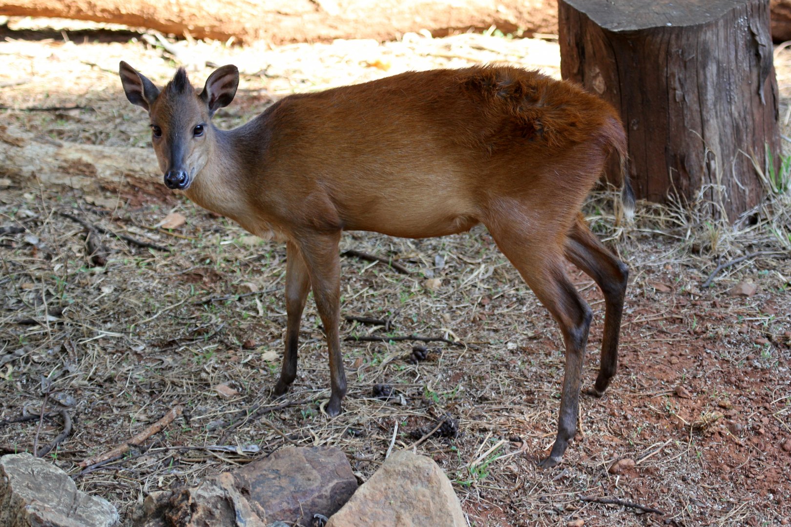 red forest duiker, Natal duiker, or Natal red duiker (Cephalophus natalensis)