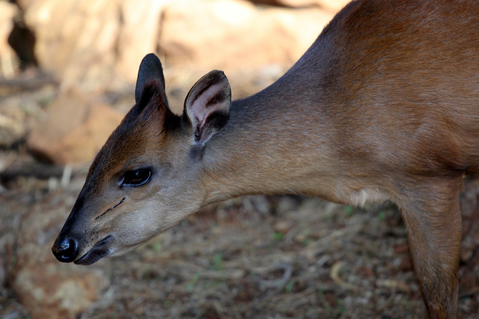red forest duiker, Natal duiker, or Natal red duiker (Cephalophus natalensis)