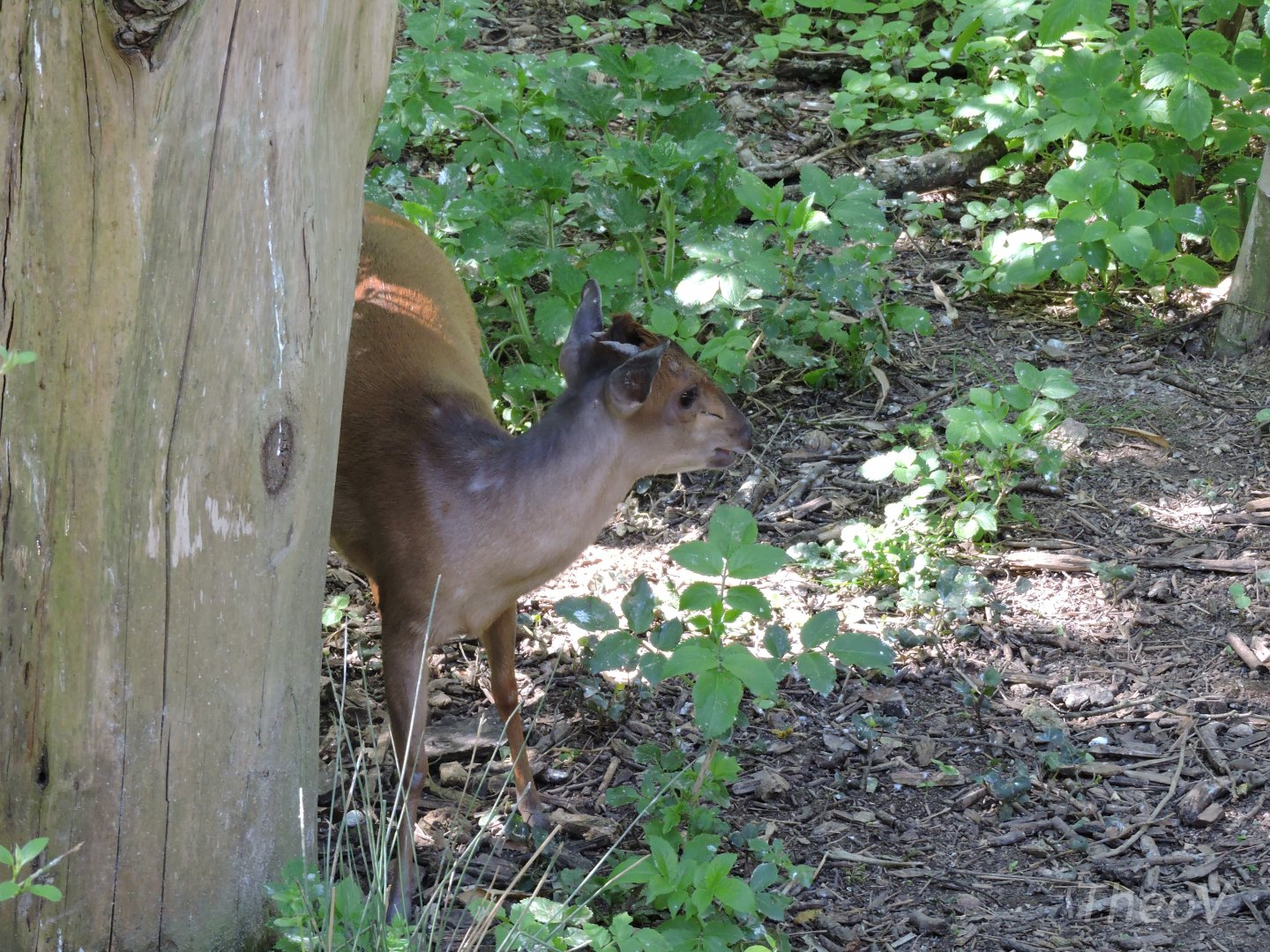 Red forest duiker - Sanctuaire des okapis [2015]