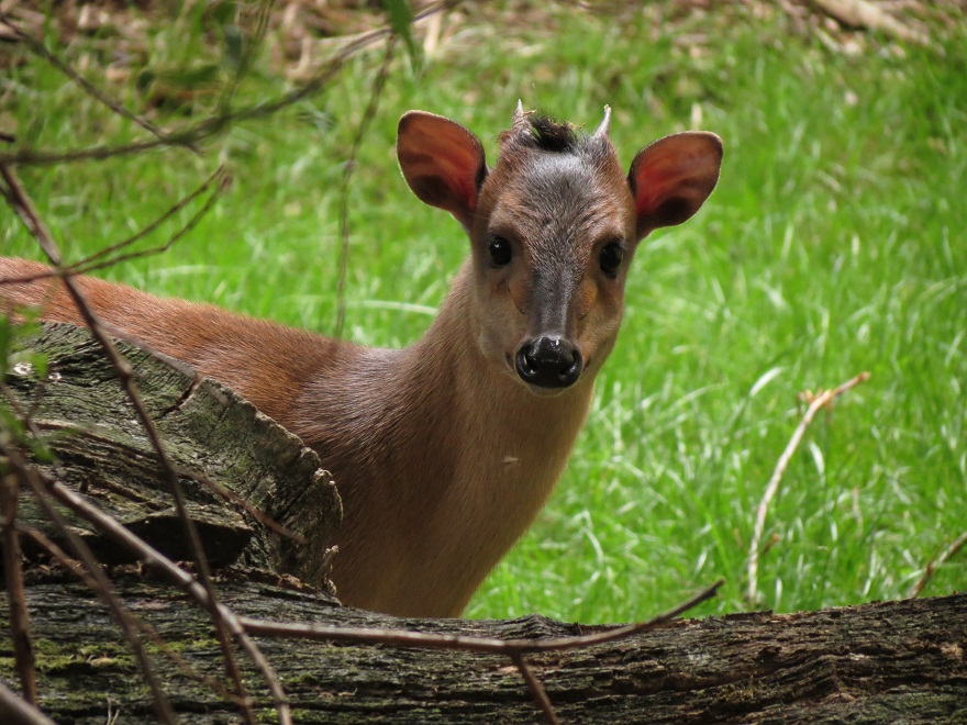 Red Forest Duiker