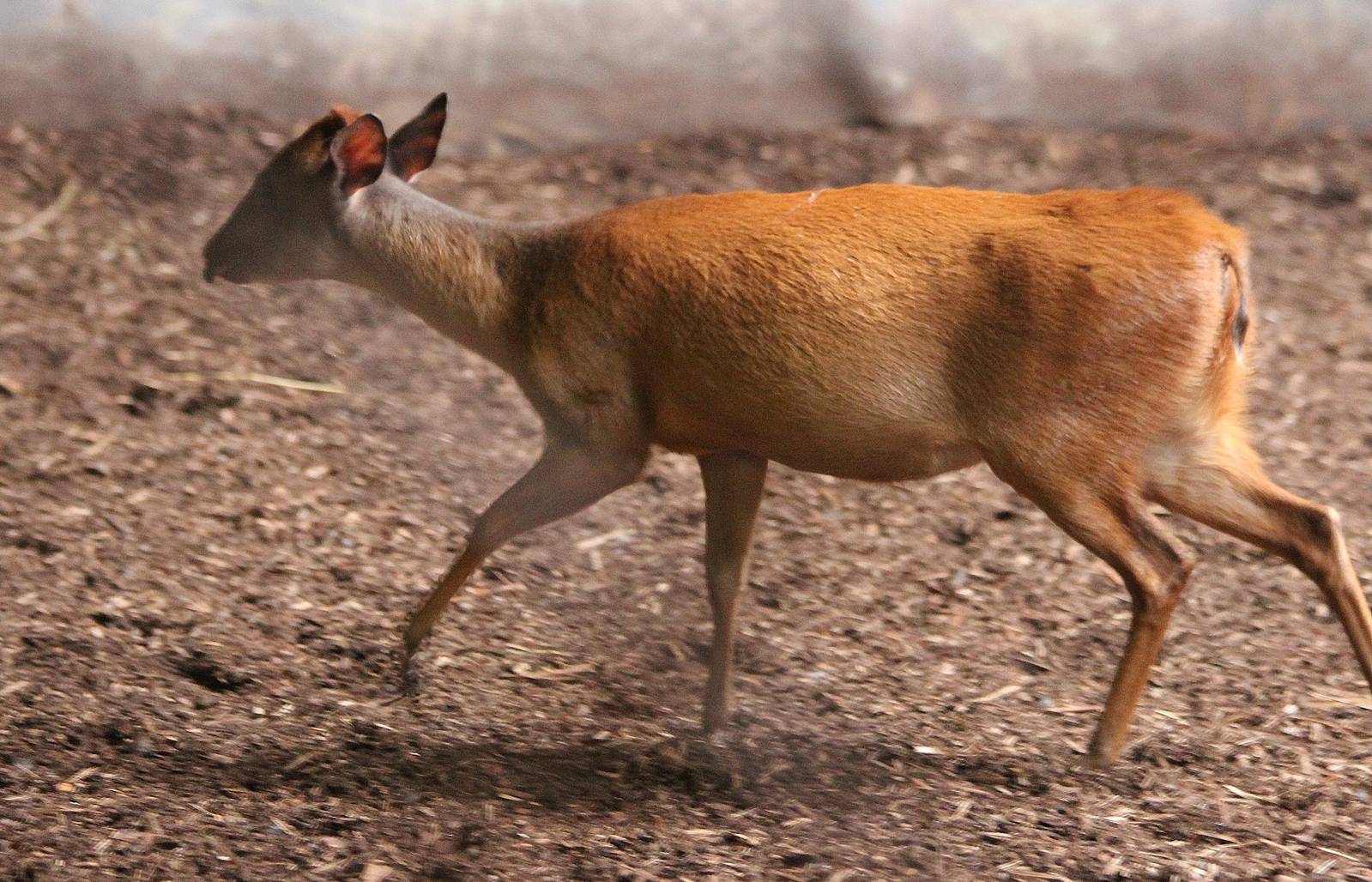 Red Forest Duiker