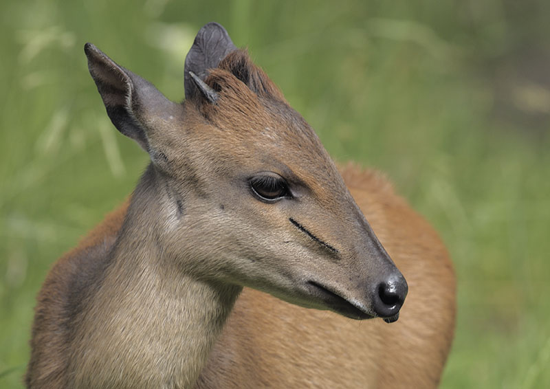 Red forest duiker