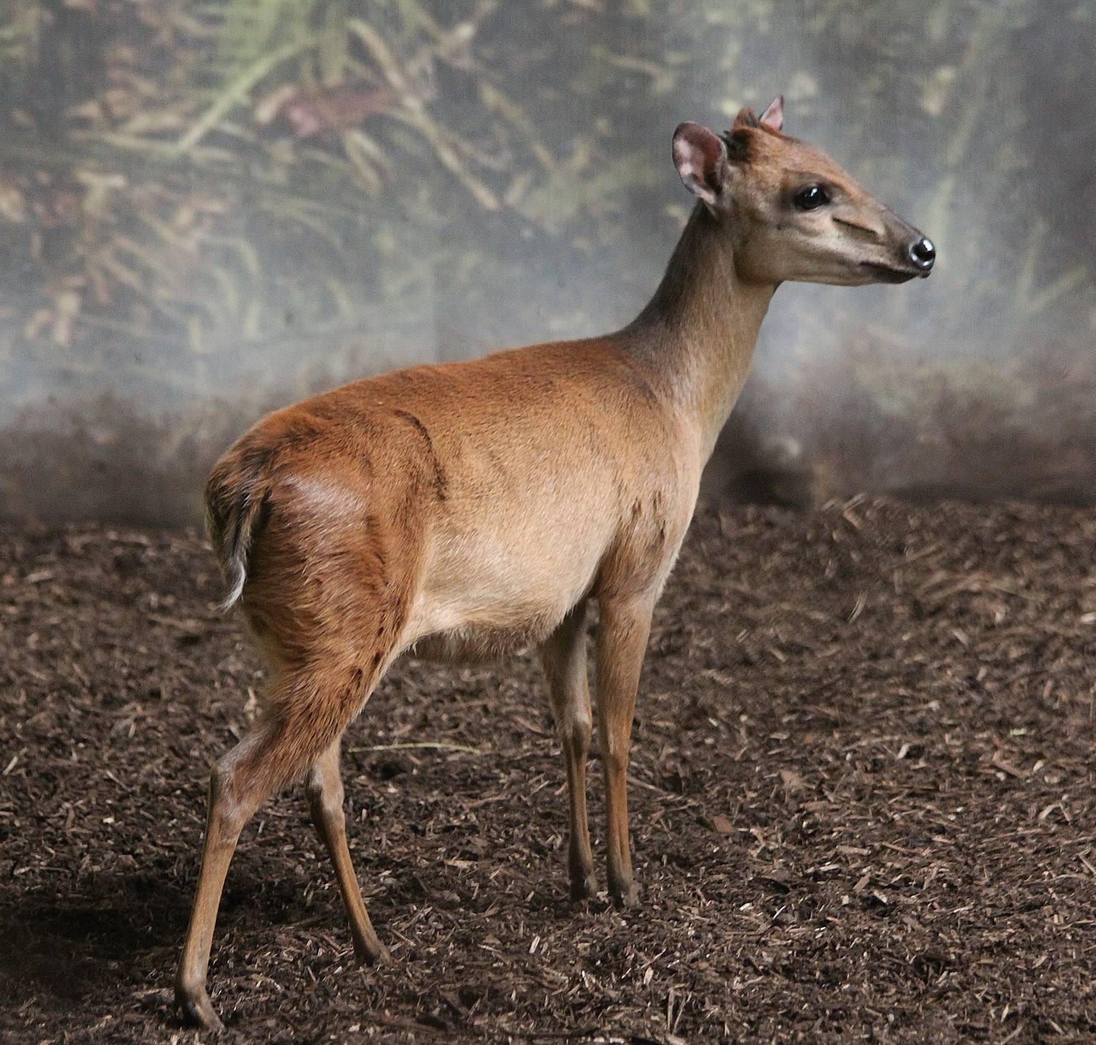 Red Forest Duiker