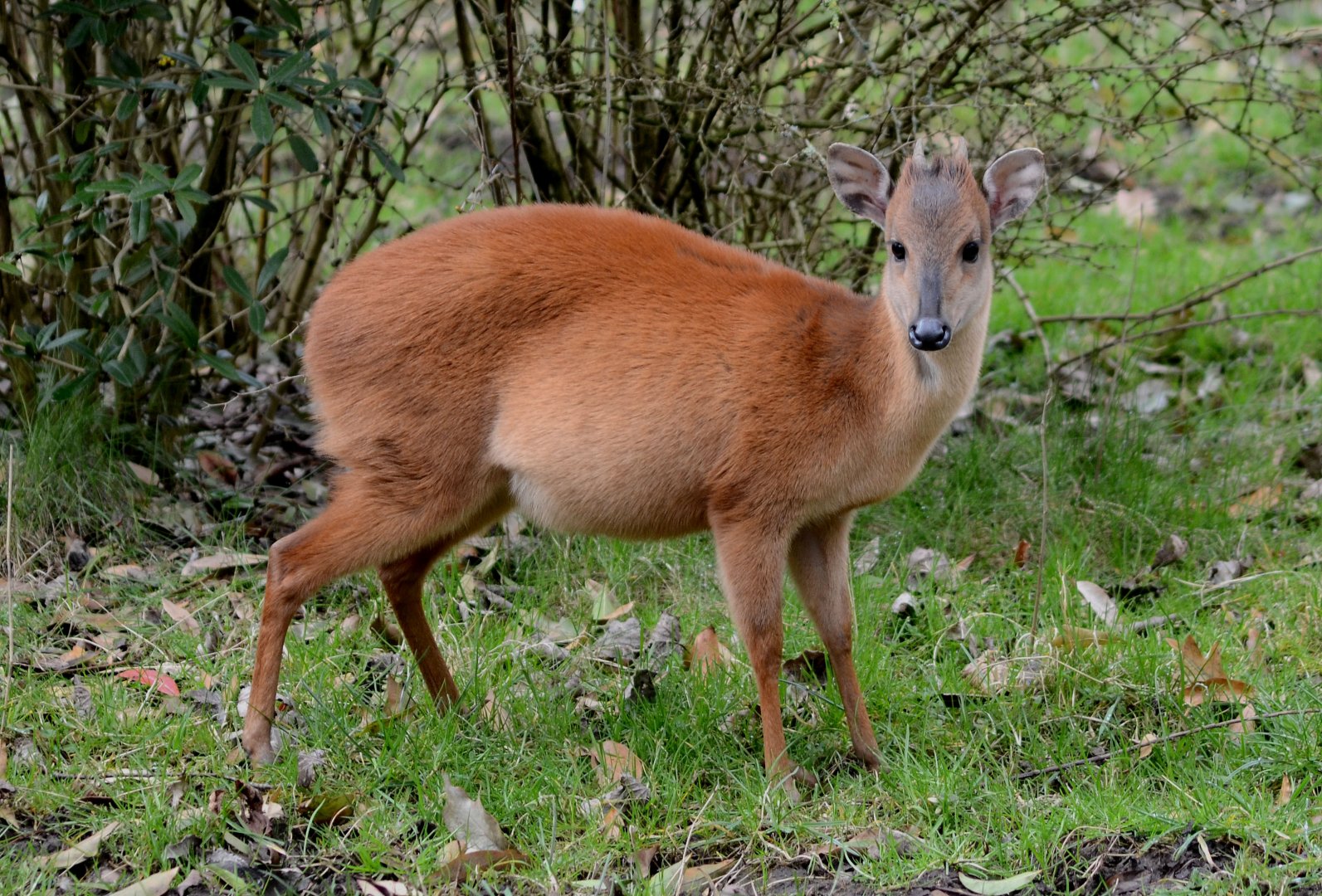 Red forest duiker