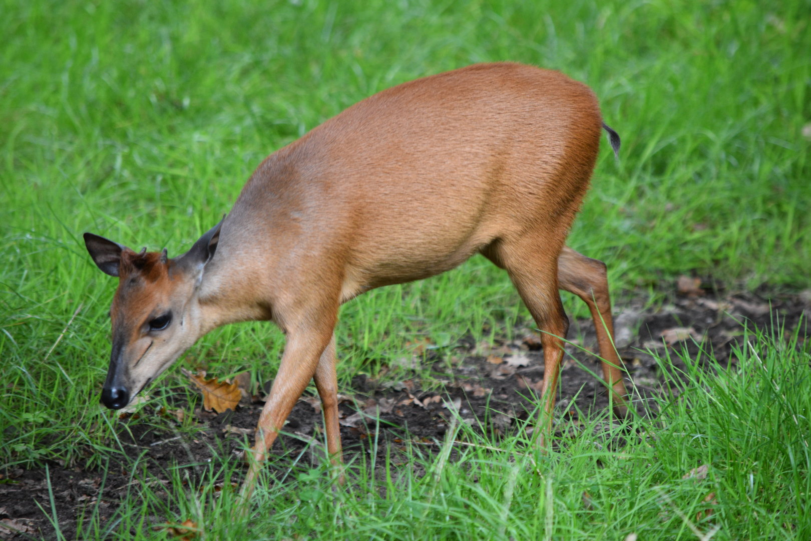 Red Forest Duiker