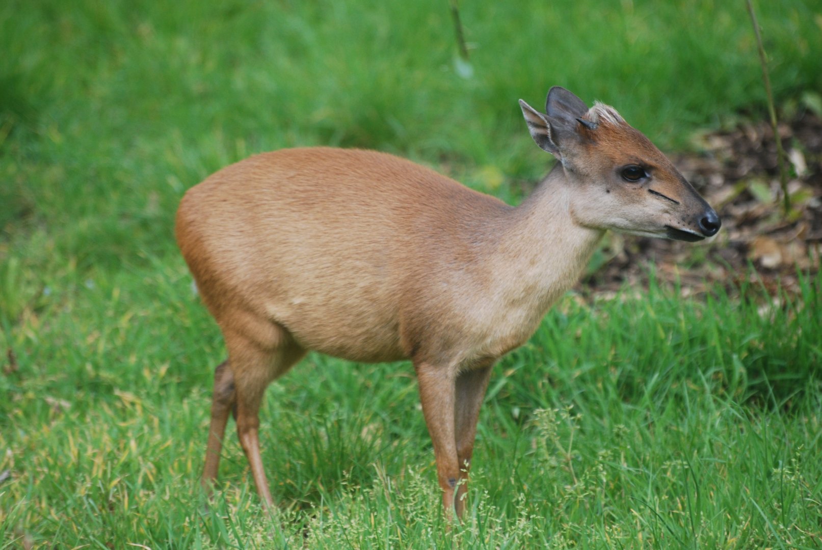 Red forest duiker