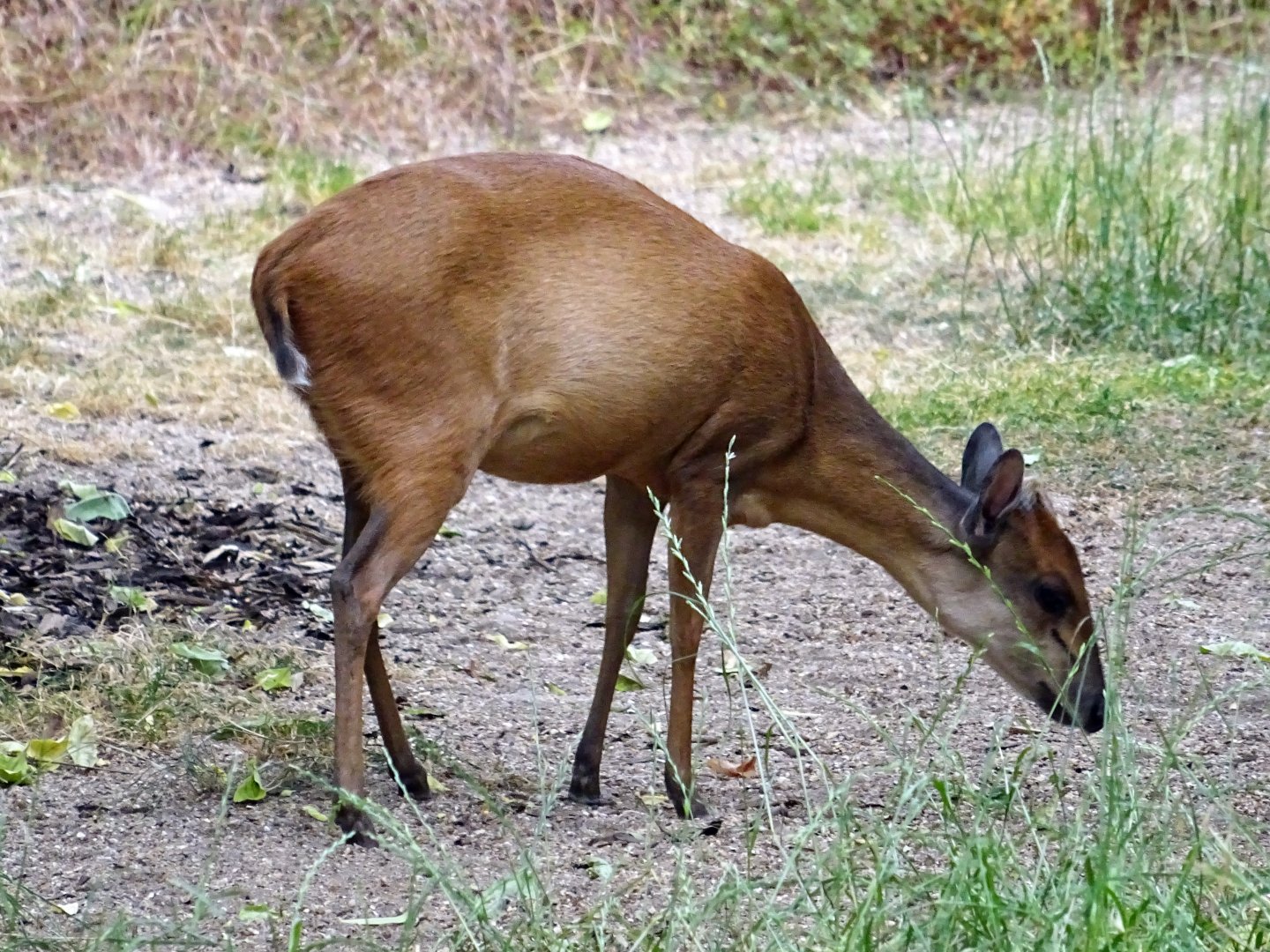 Red Forest Duiker