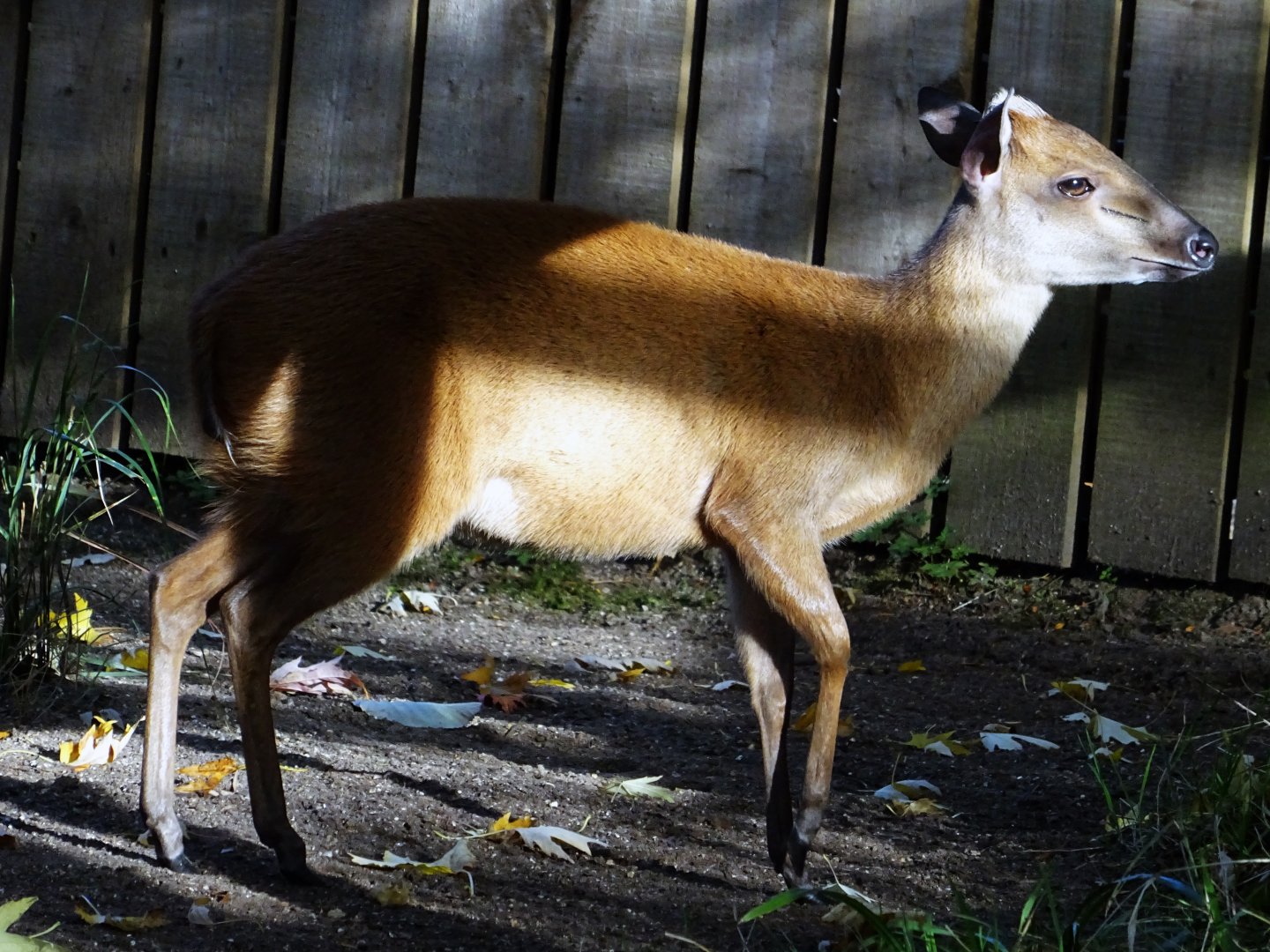 Red forest duiker