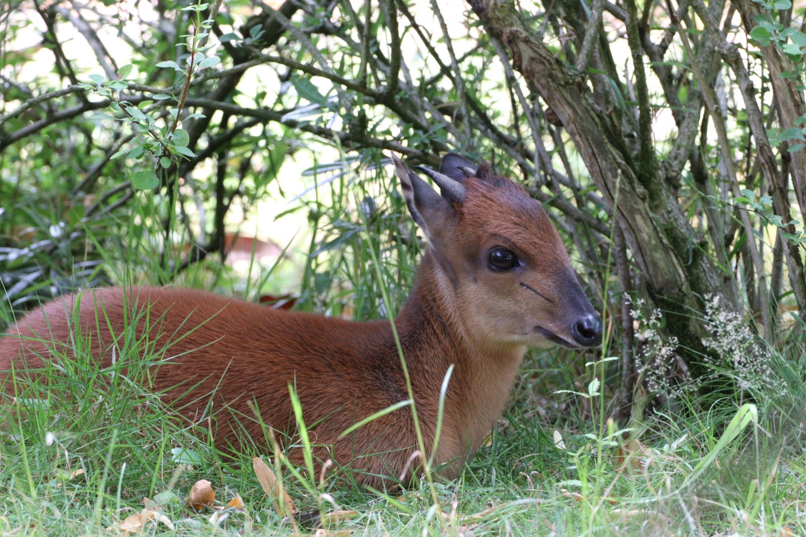 Red Forest Duiker