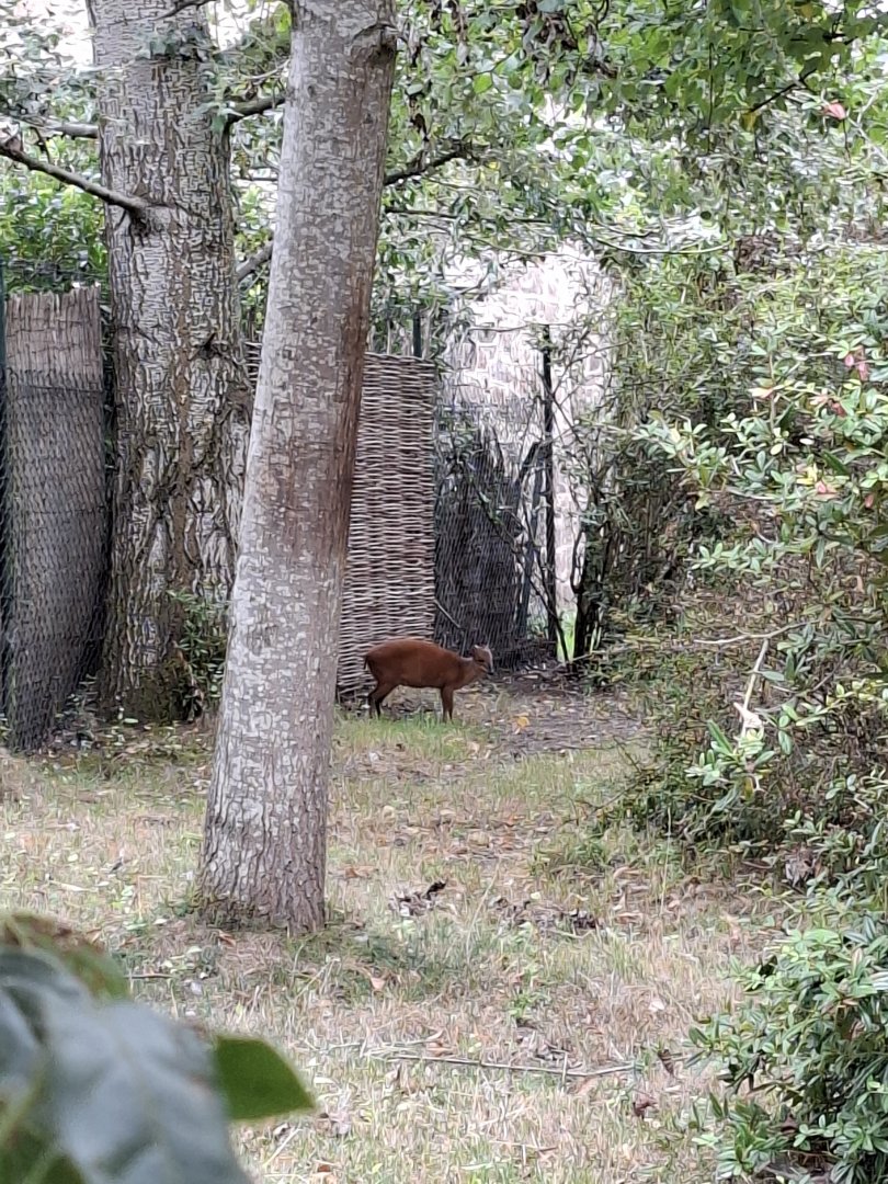 Red Forest Duiker