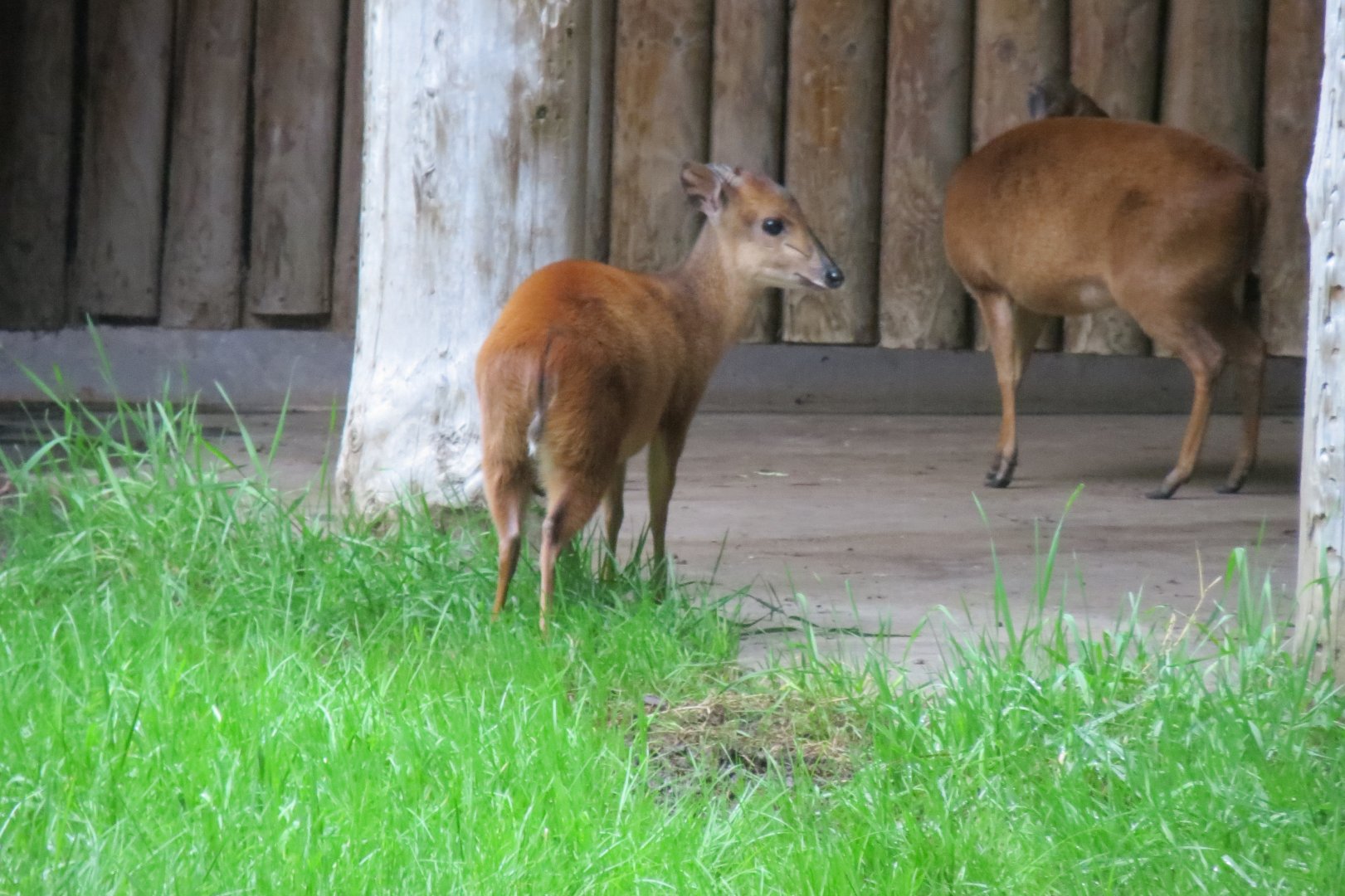 Red forest duikers 261019