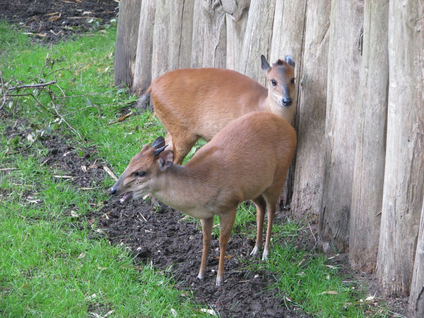 Red forest duikers - July 2012