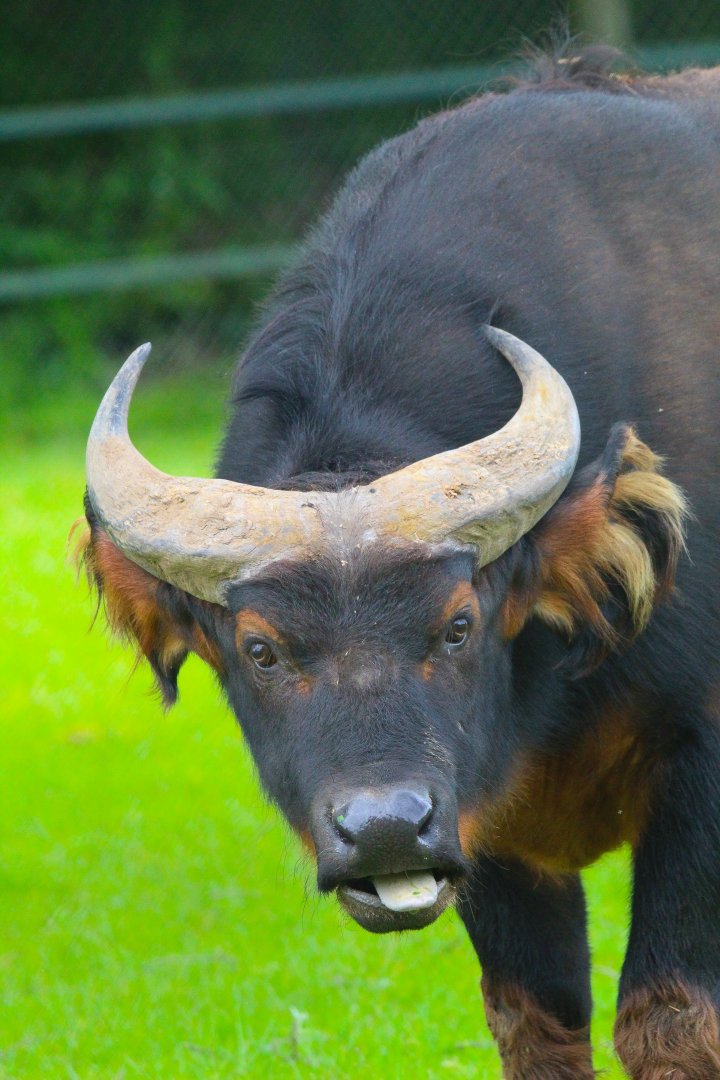 Red Forest Dwarf Buffalo- 11th June 2024