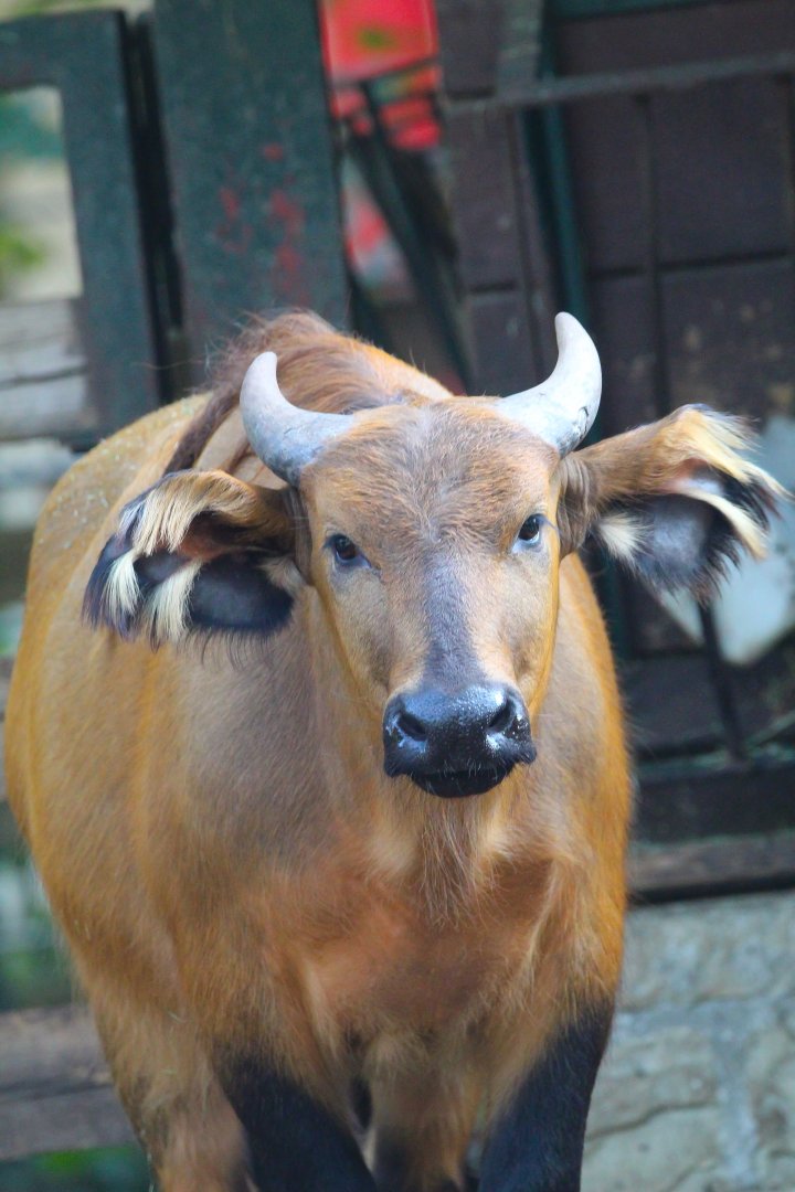 Red Forest Dwarf Buffalo- September 2024