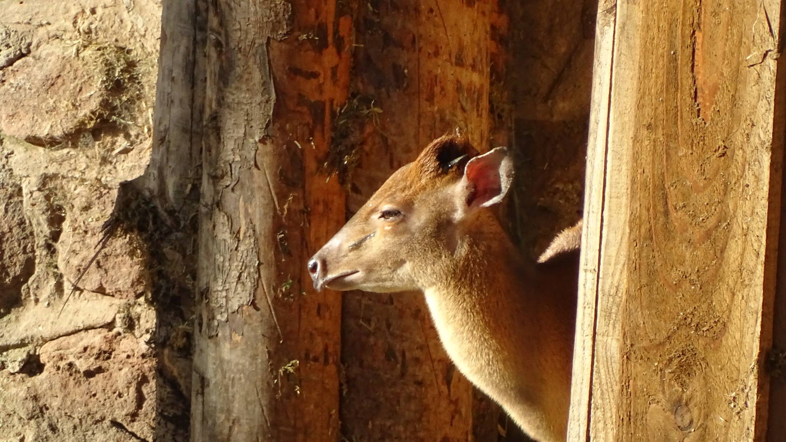 Red Forest (Natal) Duiker 02/02/16