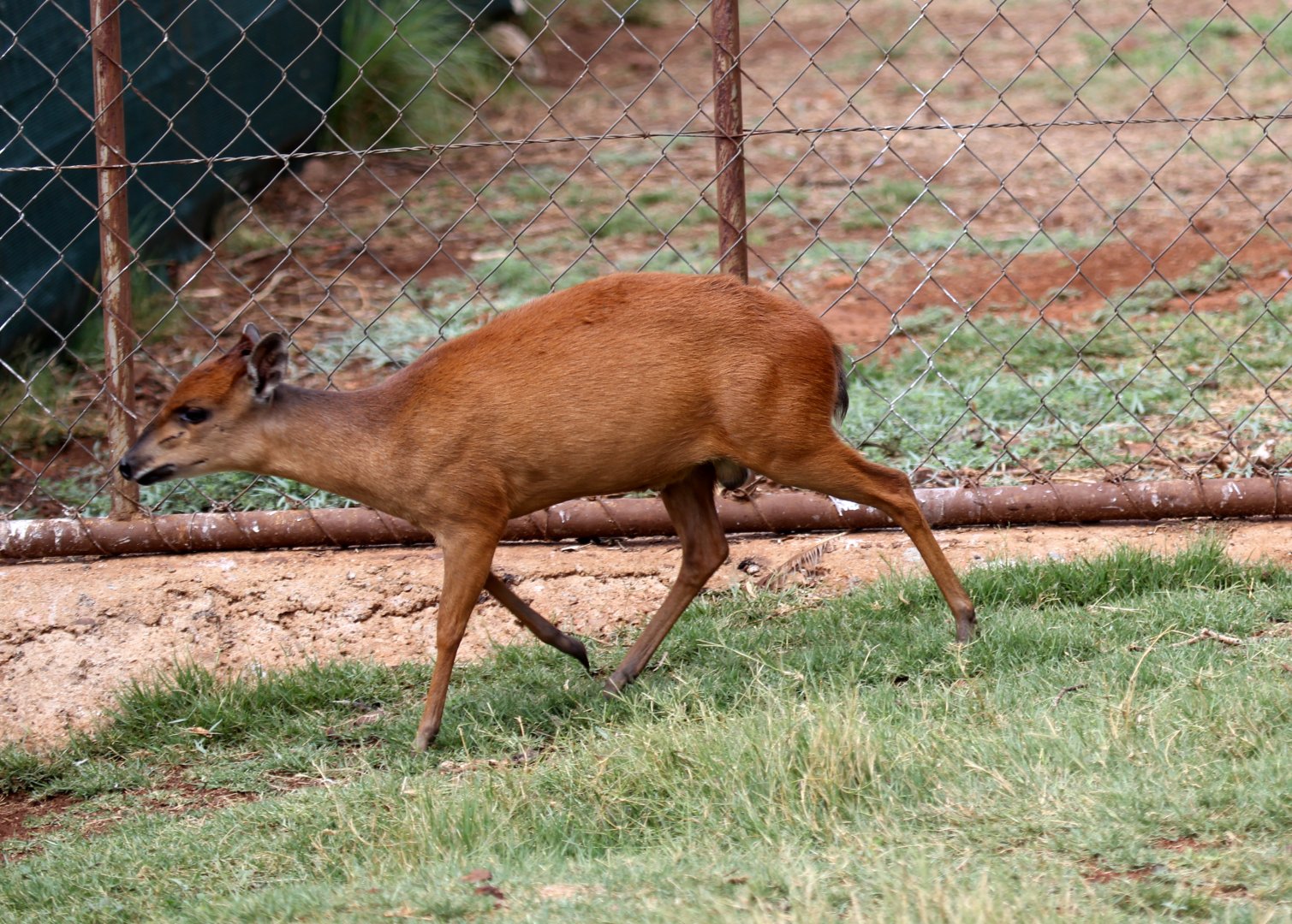red forest or Natal red duiker (Cephalophus natalensis)