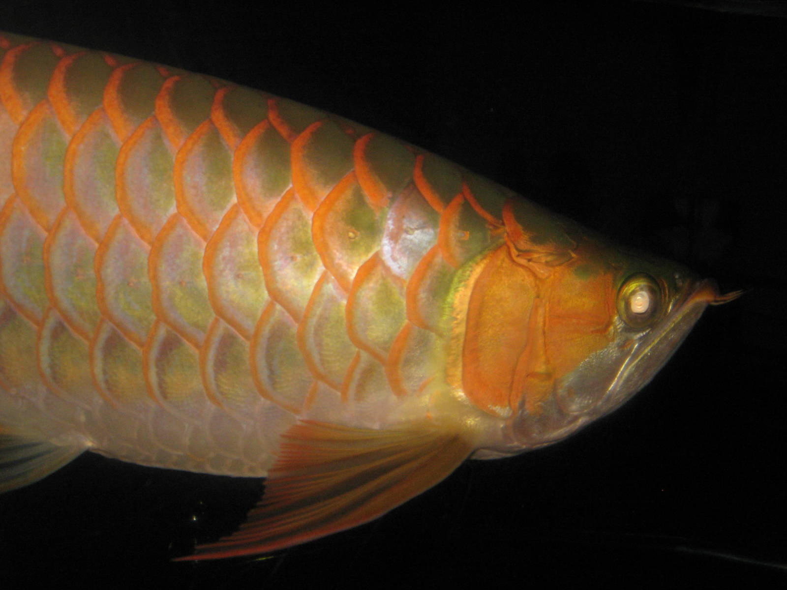 red form of Asian dragonfish (Scleropages formosus)