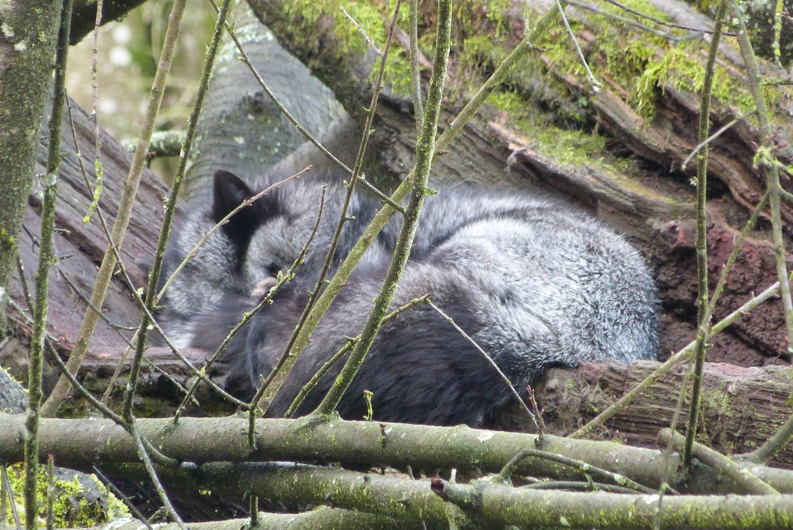 Red Fox - 01/15/2022