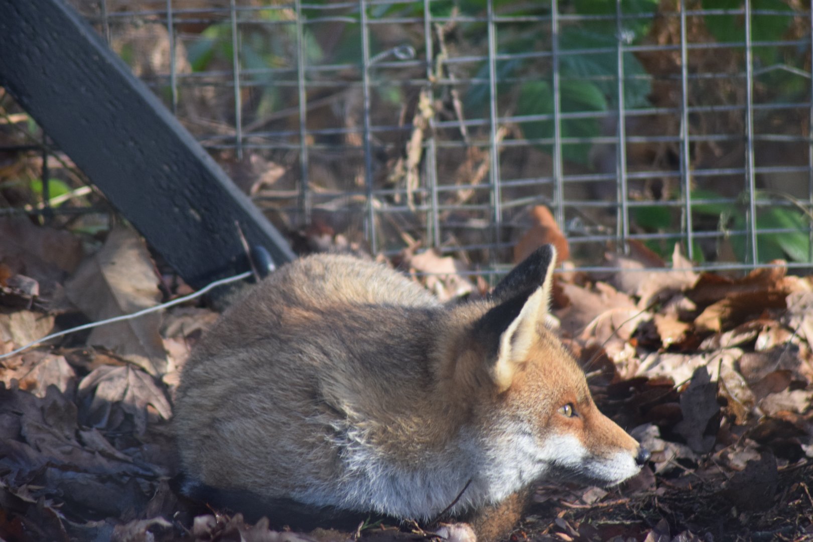 Red Fox, 18/01/22