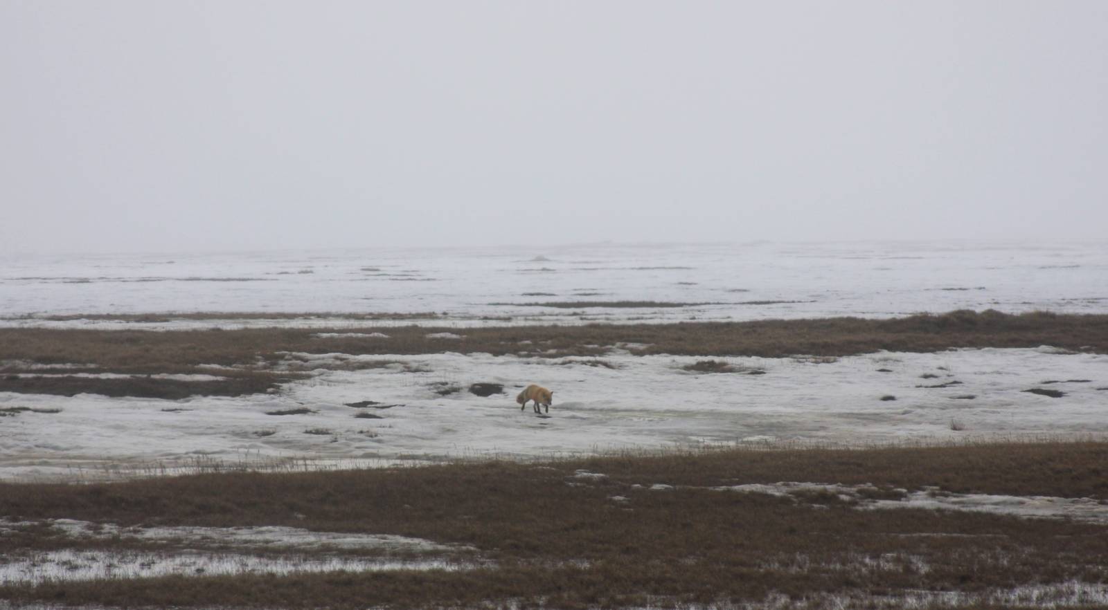 Red Fox - Alaska