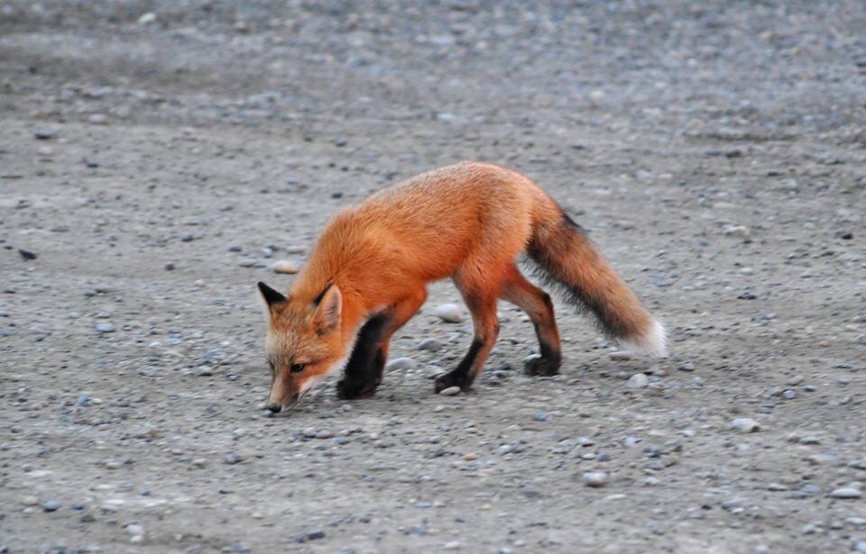 Red Fox - Alaska