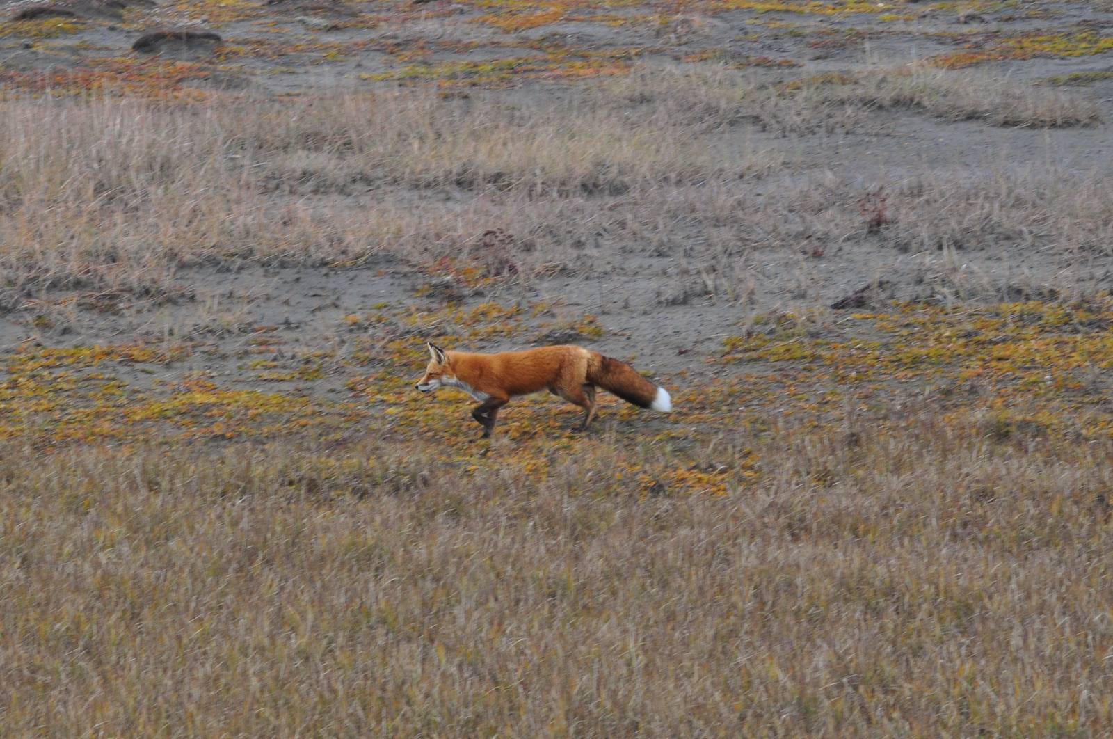 Red Fox - Alaska