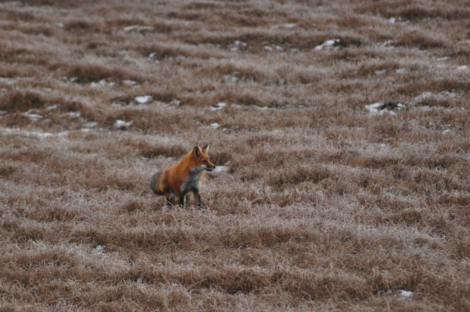 Red Fox - Alaska