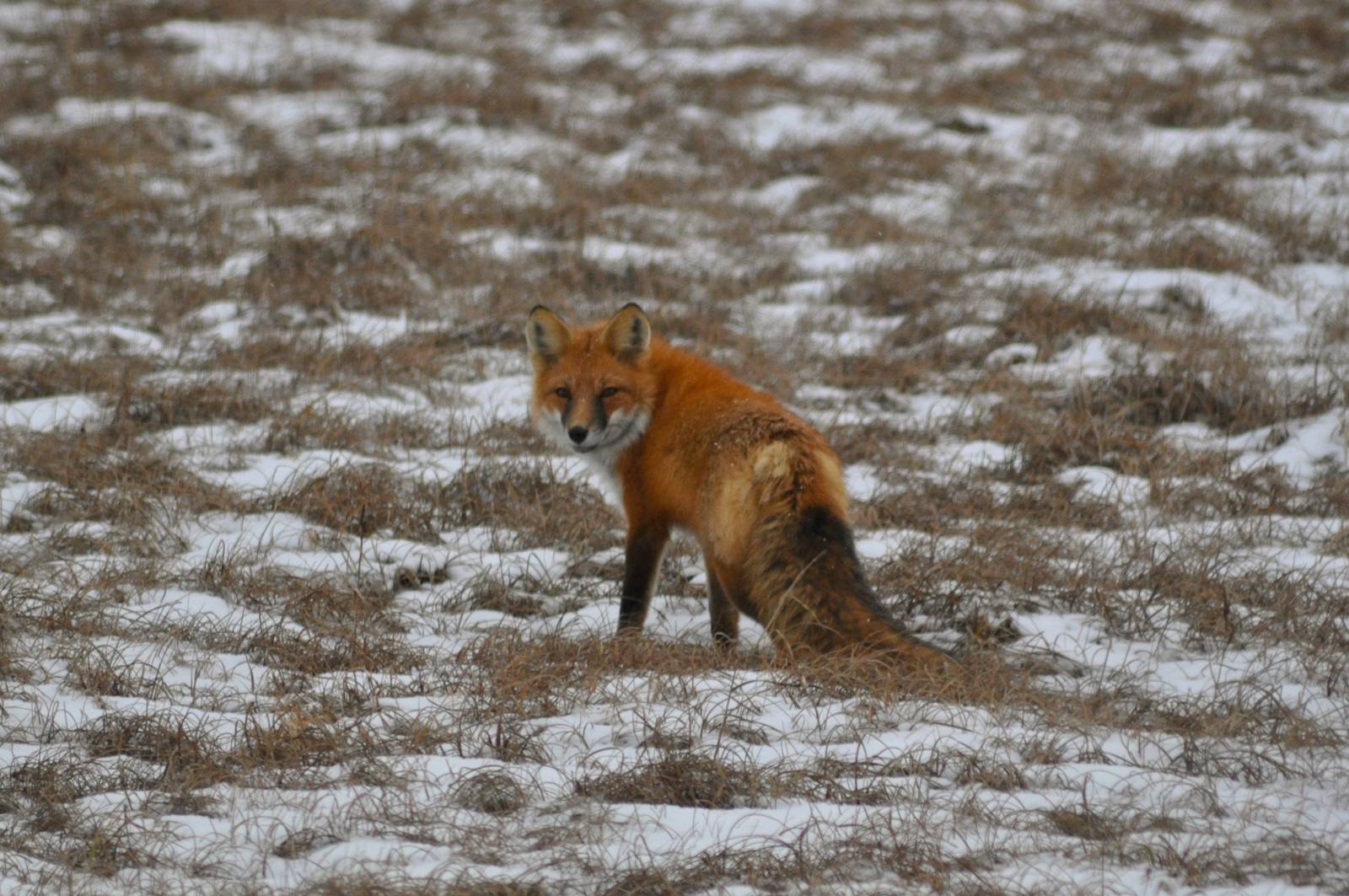 Red Fox - Alaska