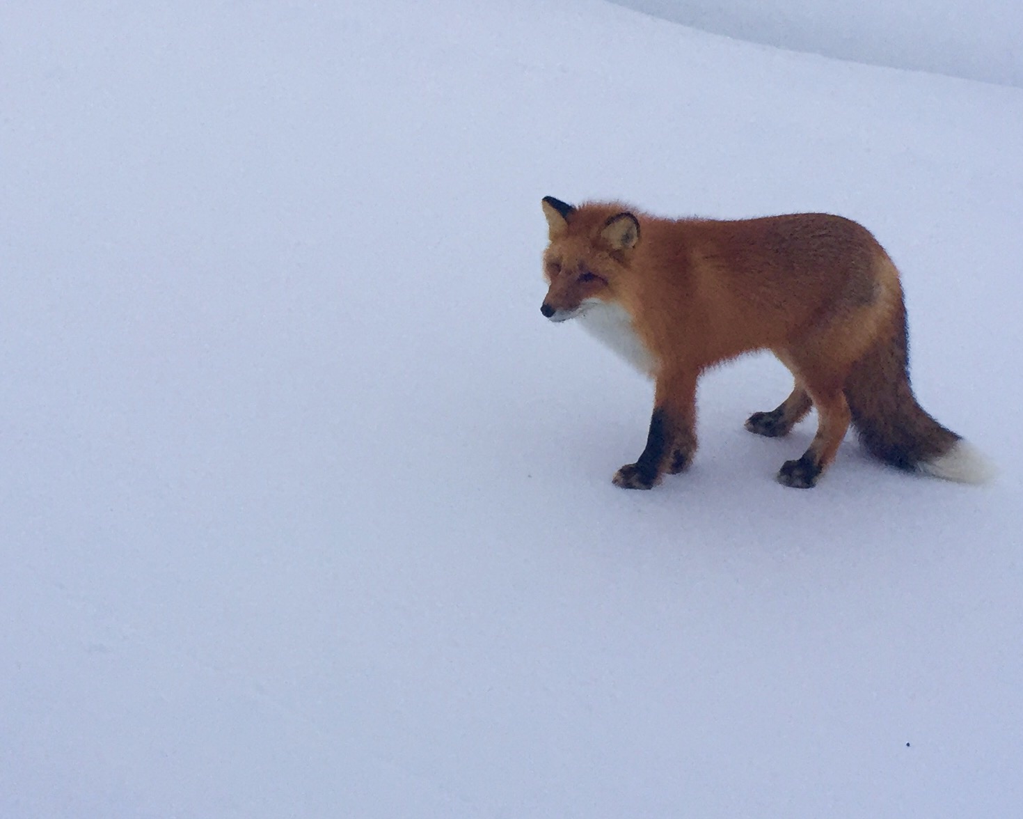 Red Fox - Alaska
