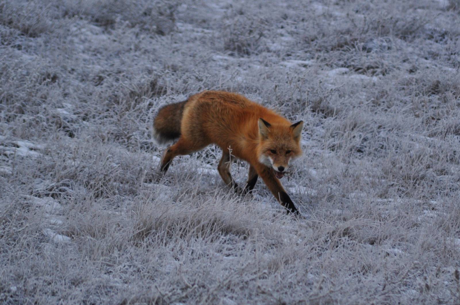 Red Fox - Alaska
