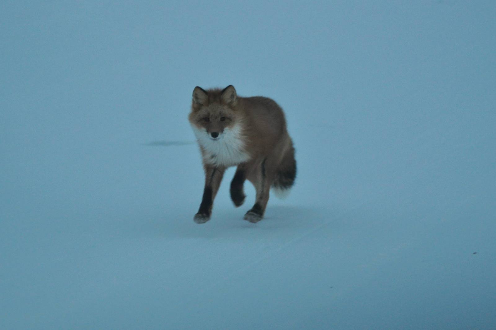 Red Fox - Alaska